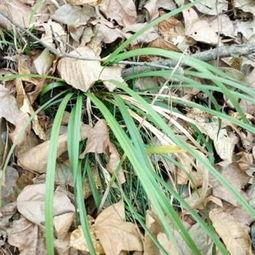 草在线观看100,深度解析热门影视作品背后的故事 第2张 草在线观看100,深度解析热门影视作品背后的故事 第2张